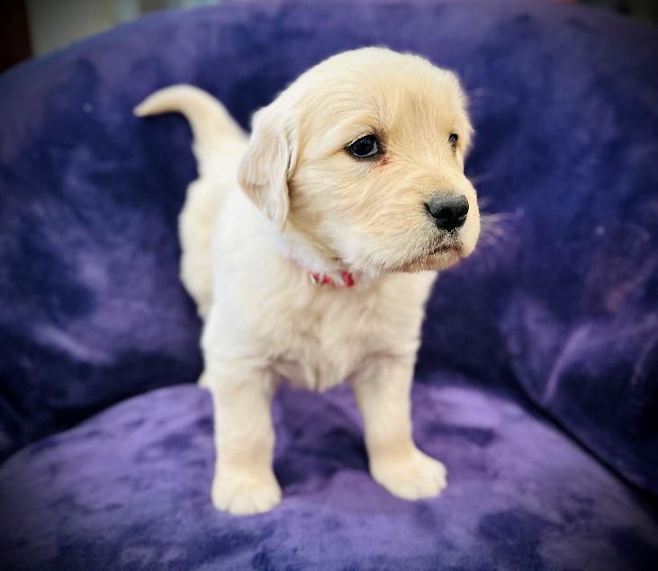 An image of a Golden Retriever puppy