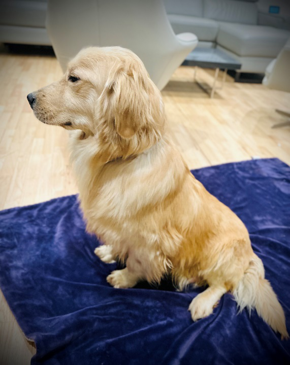 An image of a Golden Retriever