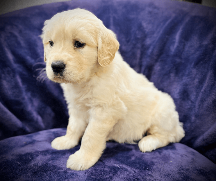 An image of a Golden Retriever puppy