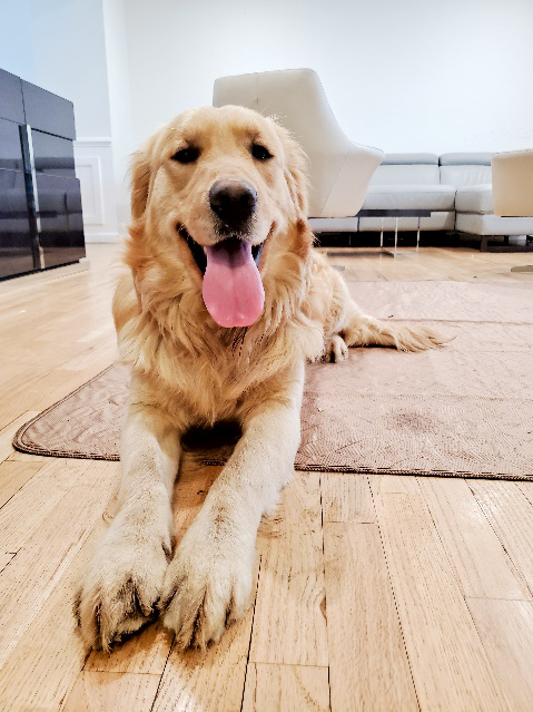 An image of a Golden Retriever on the floor