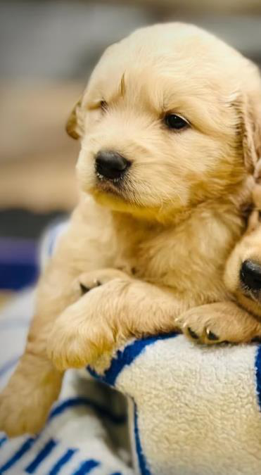 An image of a Golden Retriever puppy