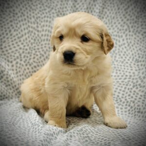 Female: Willow