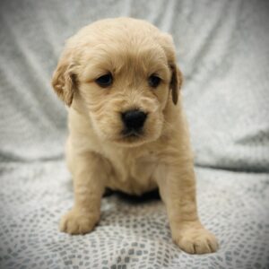 Female: Daisy