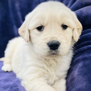 Male: Milo