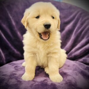 Male: Sunny