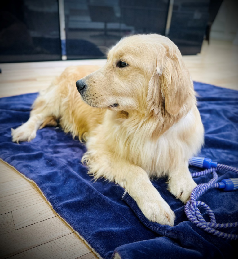 An image of a Golden Retriever