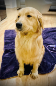 An image of a Golden Retriever