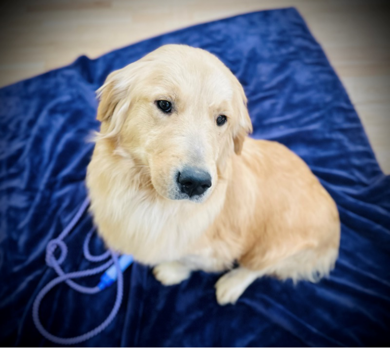 An image of a Golden Retriever