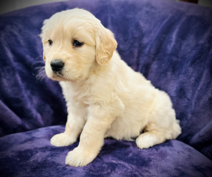 An image of a Golden Retriever puppy