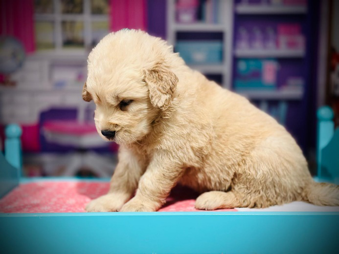 An image of a Golden Retriever puppy