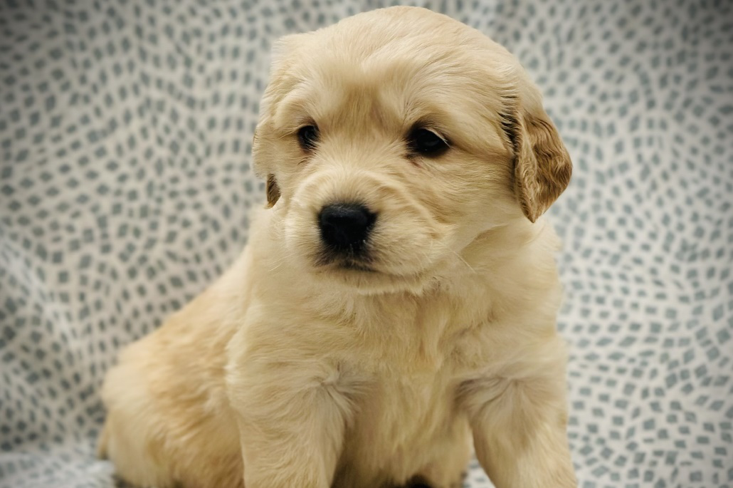 An image of a Golden Retriever puppy